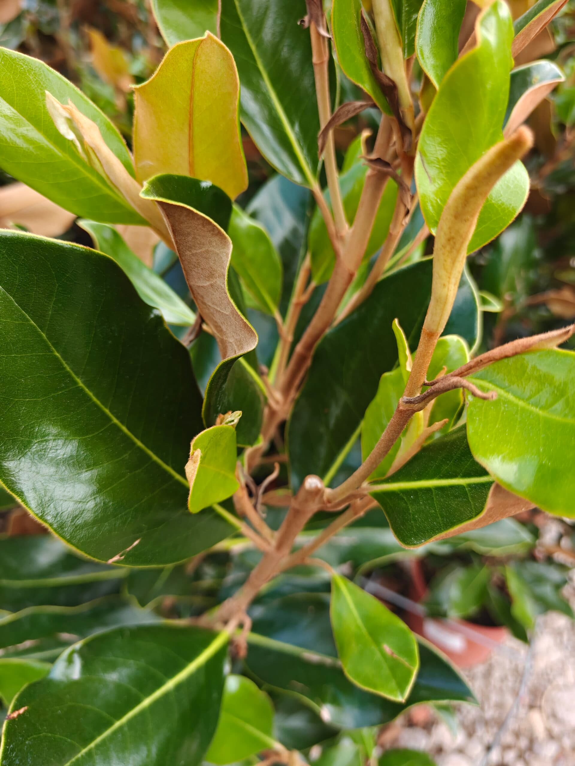 Magnolie veșnic verde pitică thumbnail 2