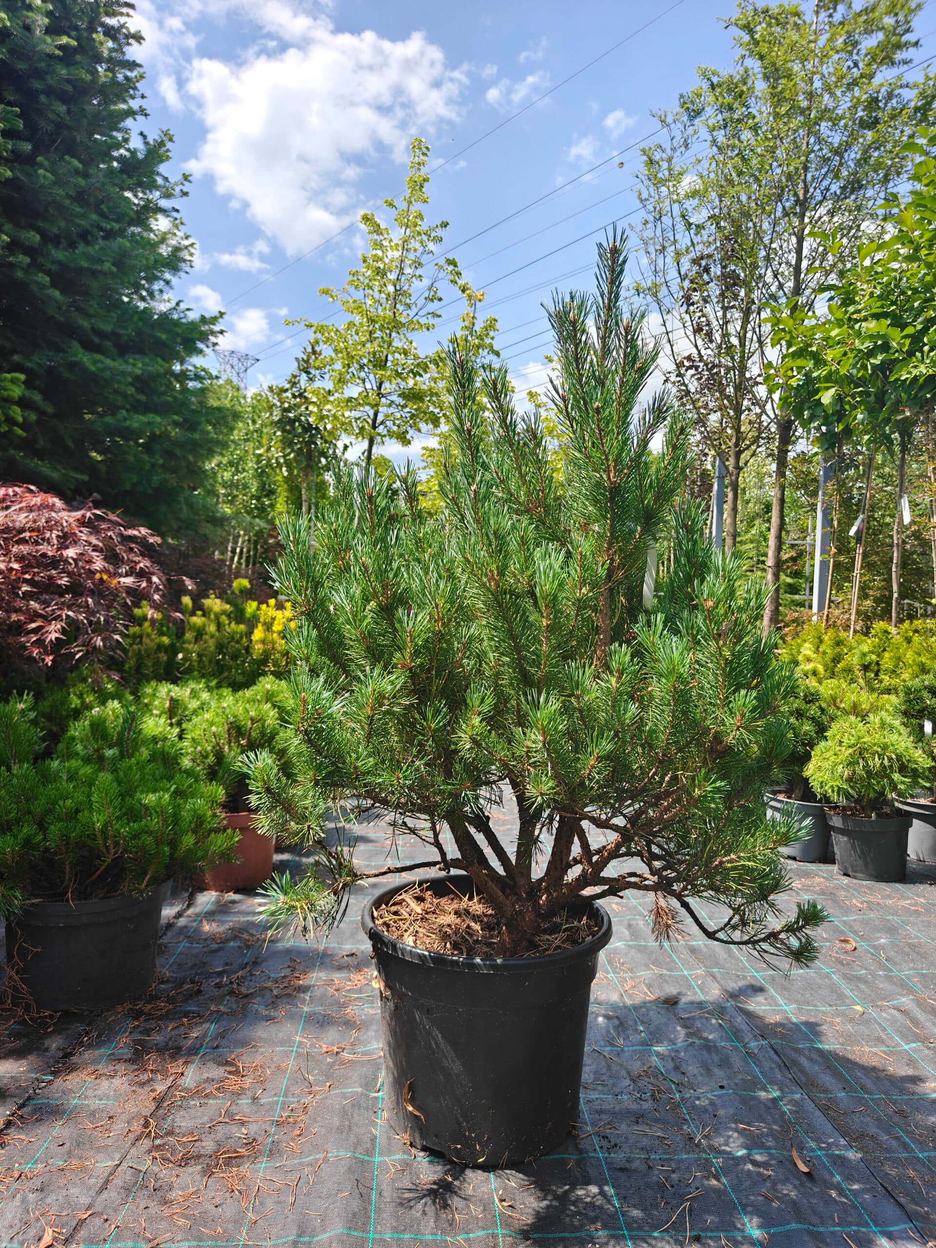 Pin scoțian pitic — imagine 1