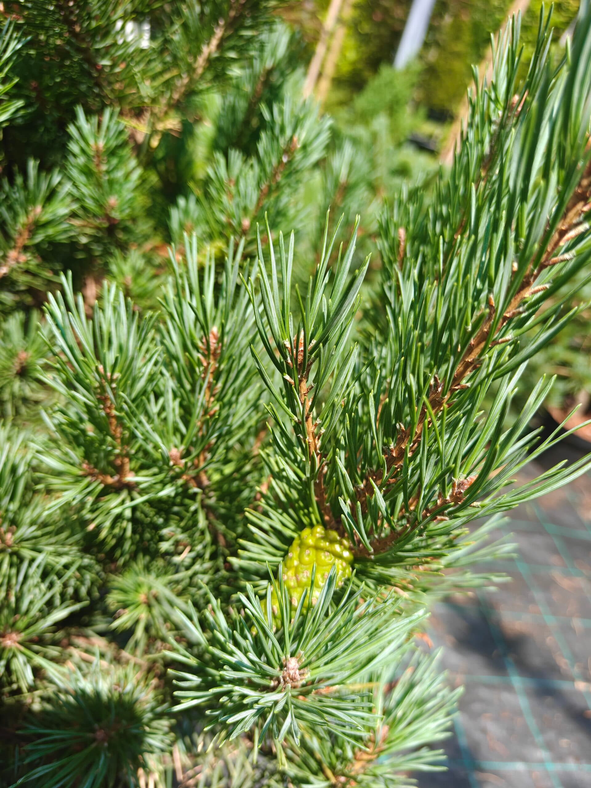 Pin scoțian pitic thumbnail 2