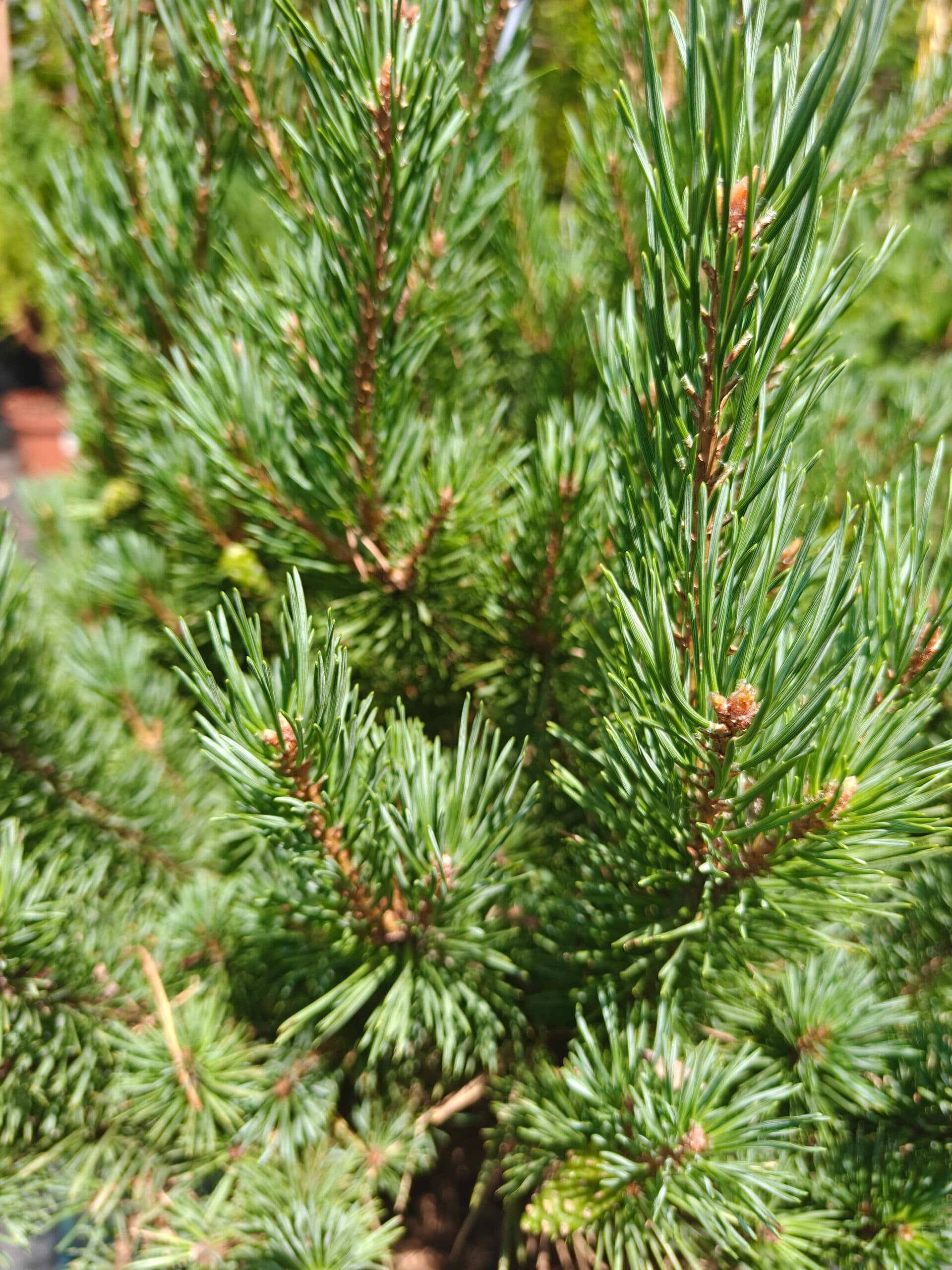 Pin scoțian pitic thumbnail 3