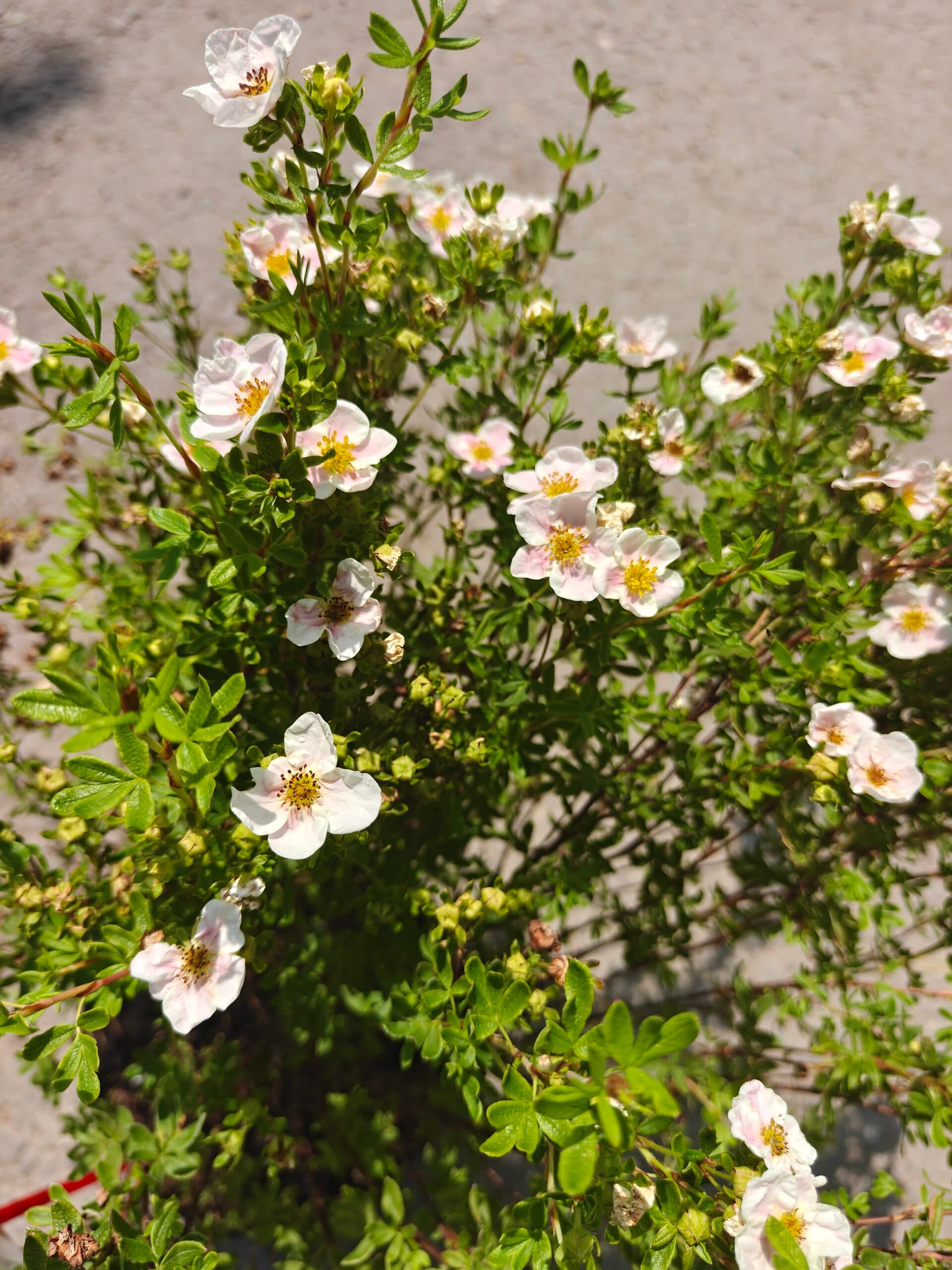 Cinzia arbustivă thumbnail 3