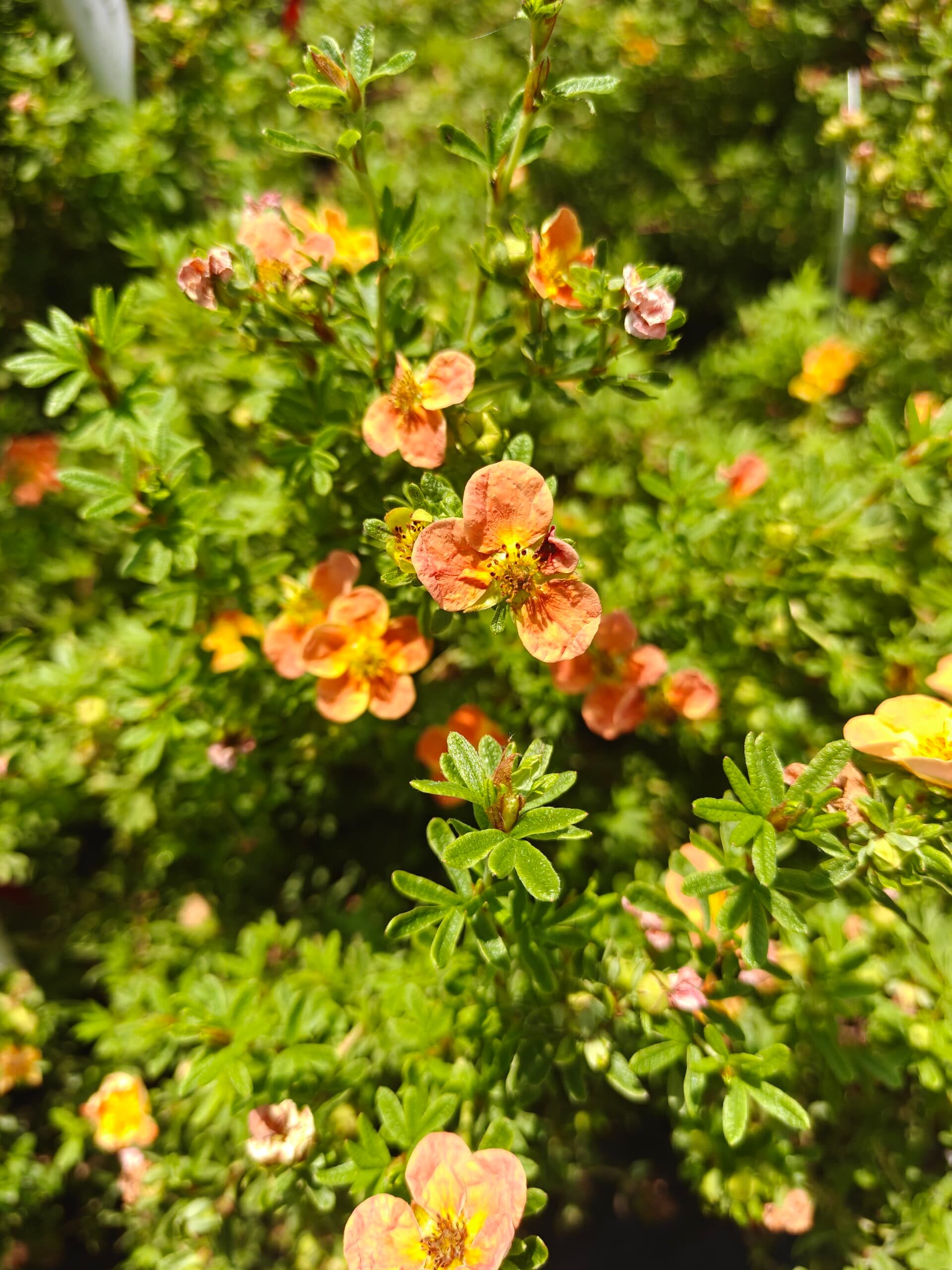 Cinzia arbustivă thumbnail 2