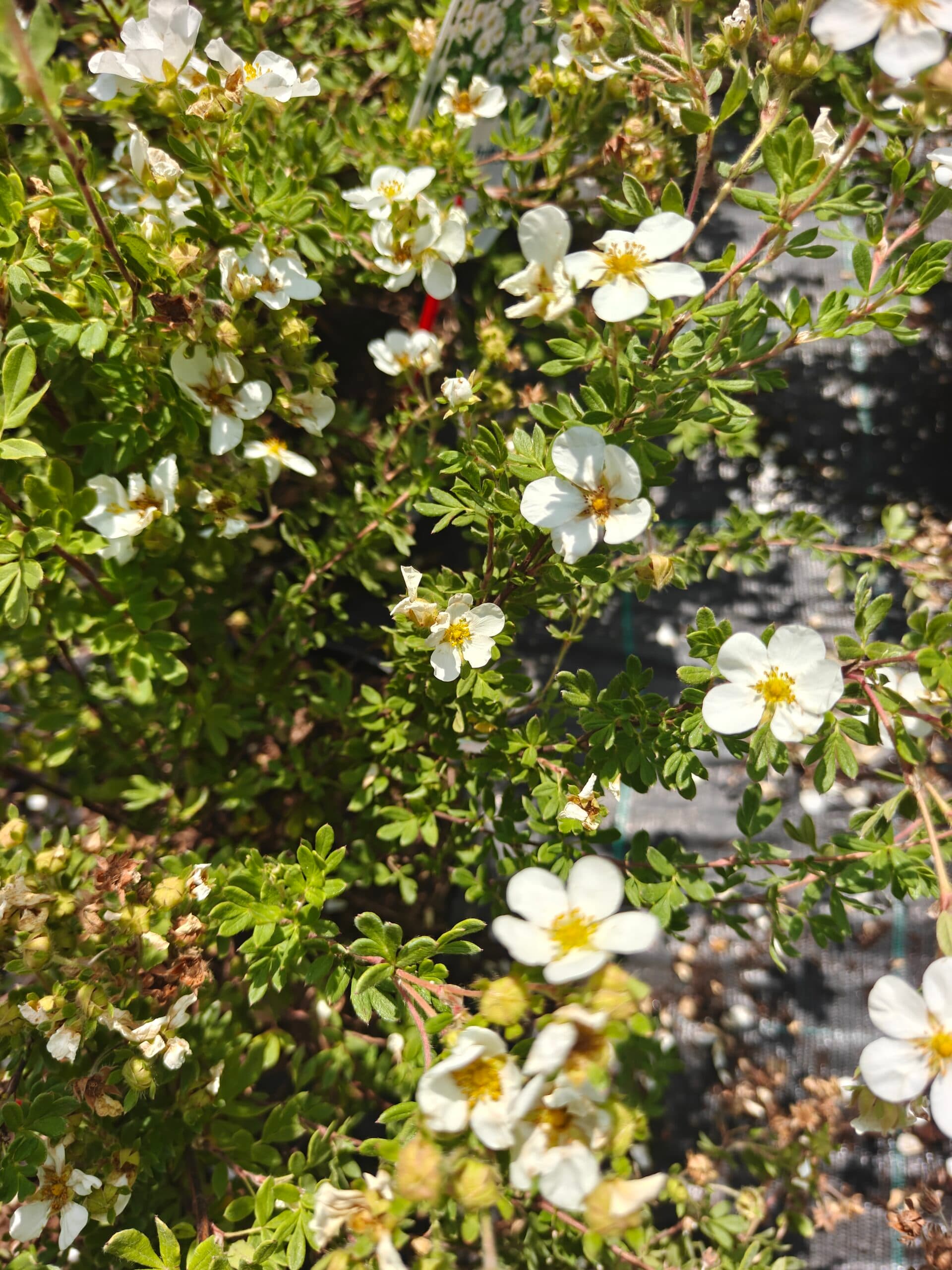 Cinzia arbustivă thumbnail 5