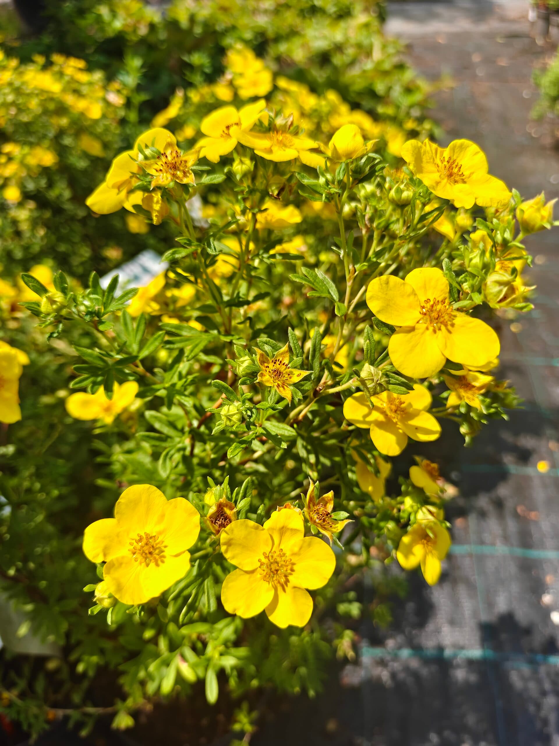 Cinzia arbustivă thumbnail 4