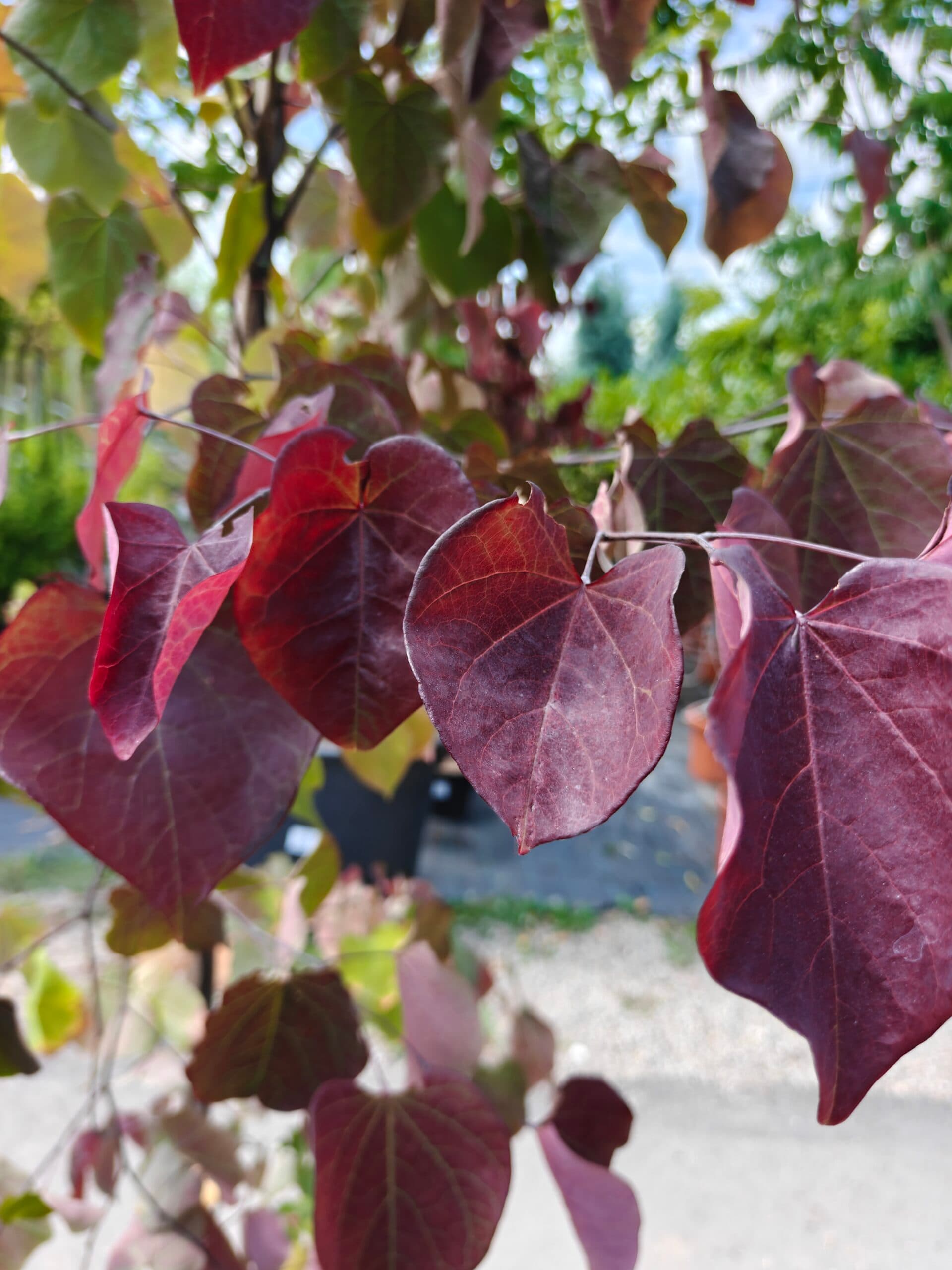 Copacul lui Iuda thumbnail 3