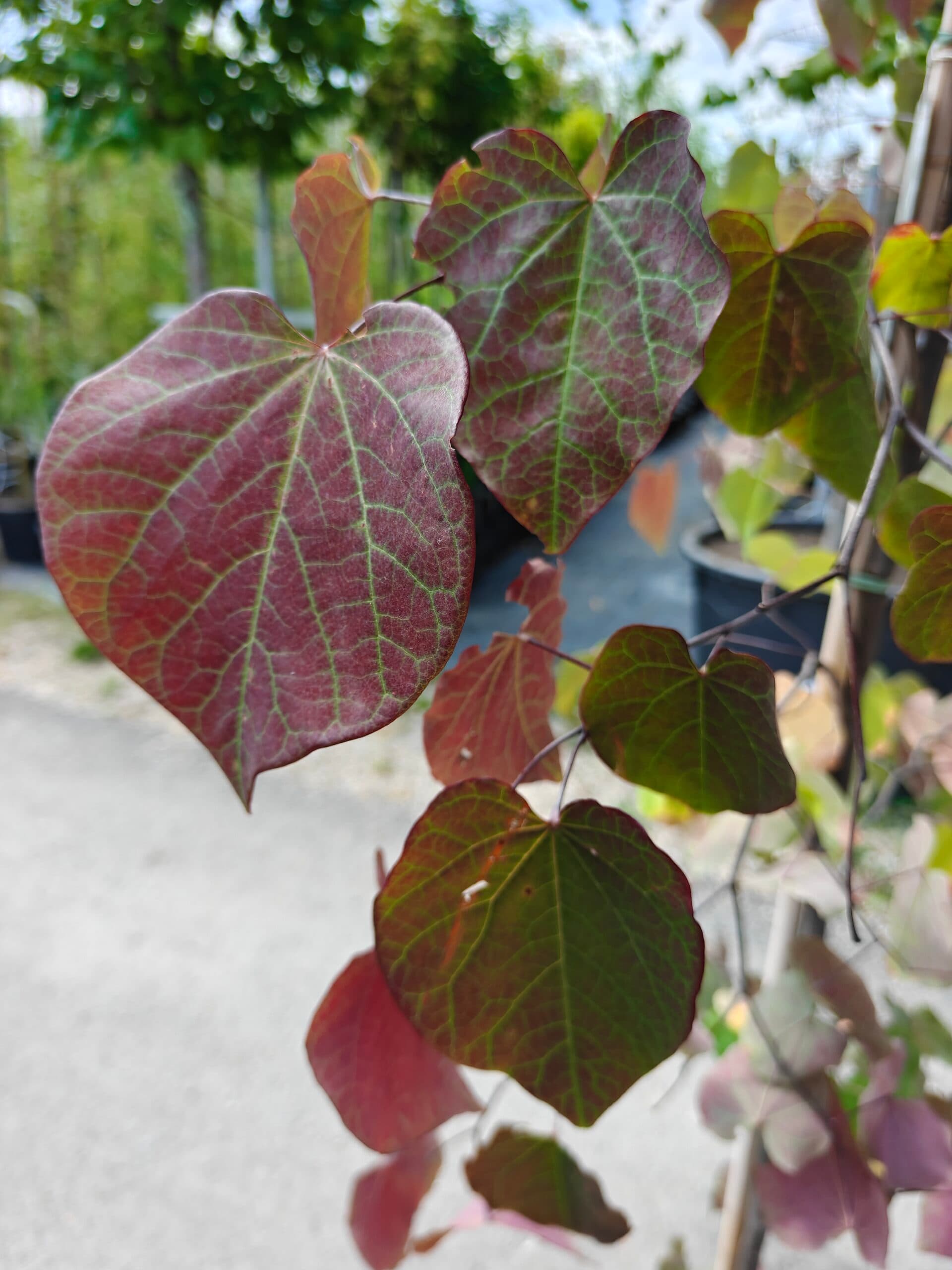 Copacul lui Iuda thumbnail 2