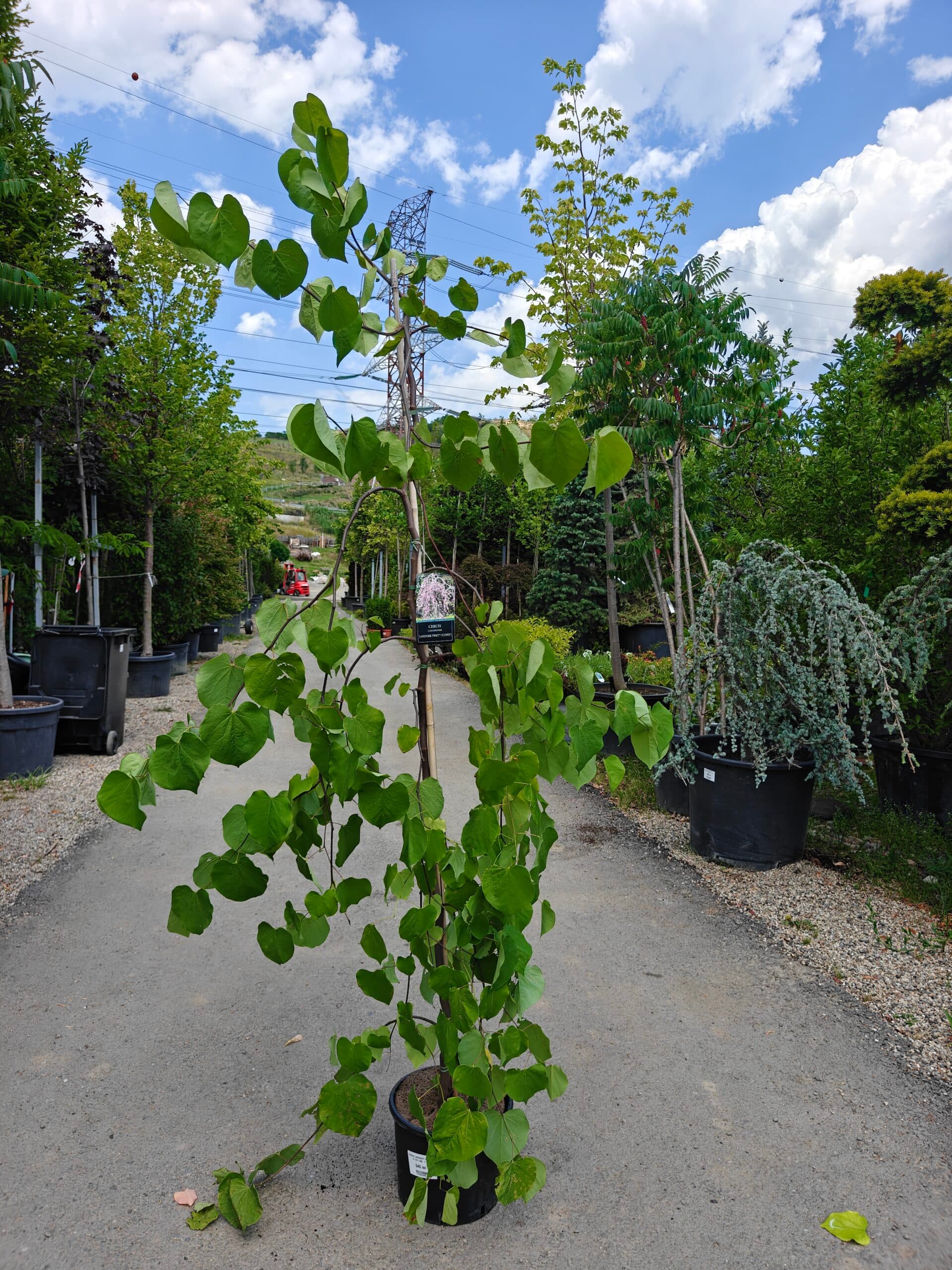 Copacul lui Iuda plângător — imagine 1