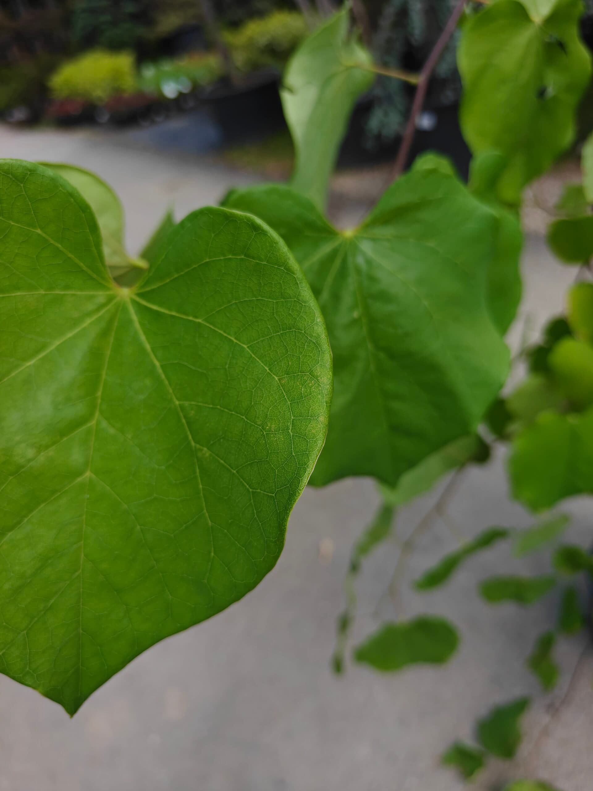 Copacul lui Iuda plângător thumbnail 2