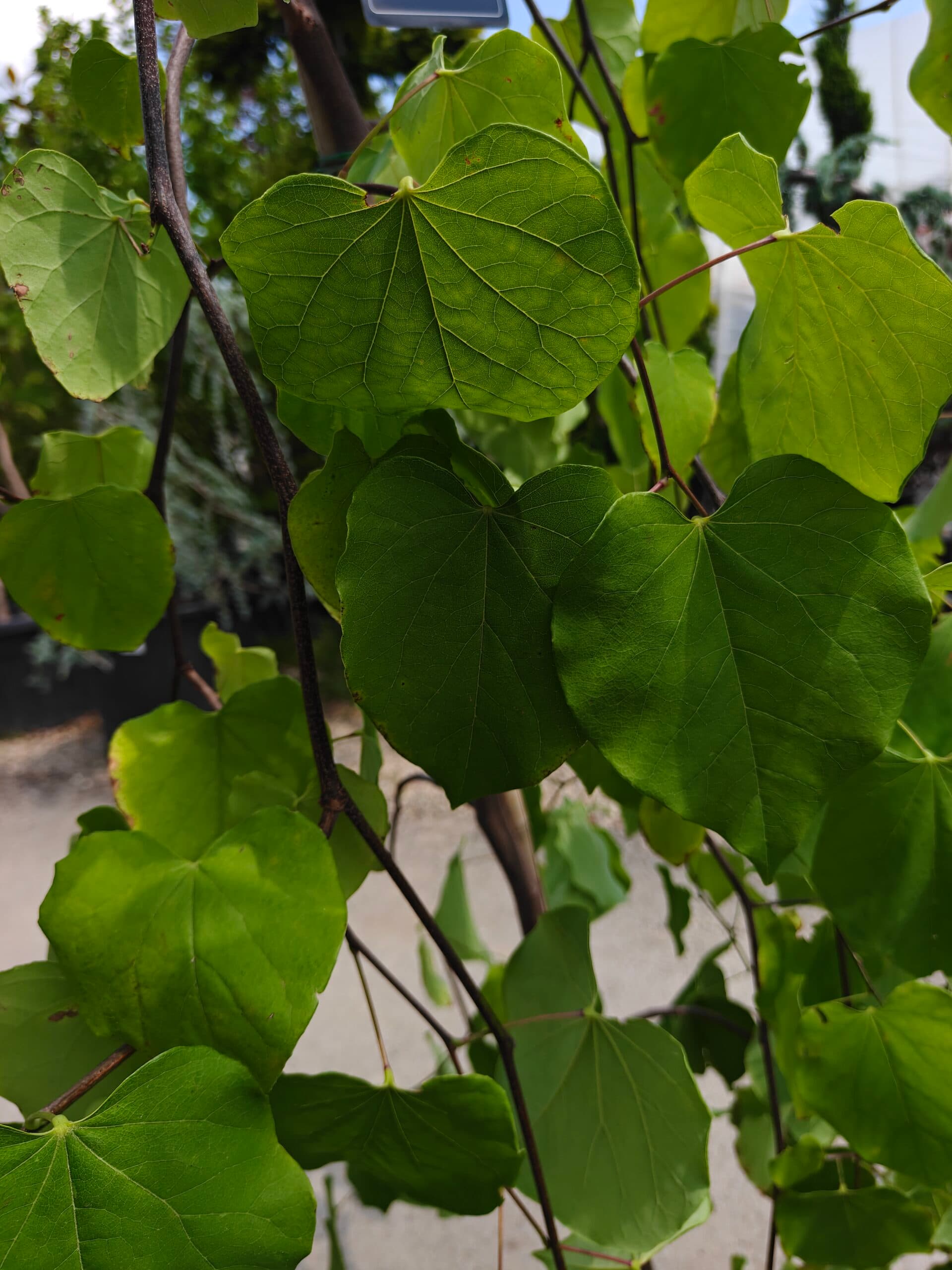 Copacul lui Iuda plângător thumbnail 3