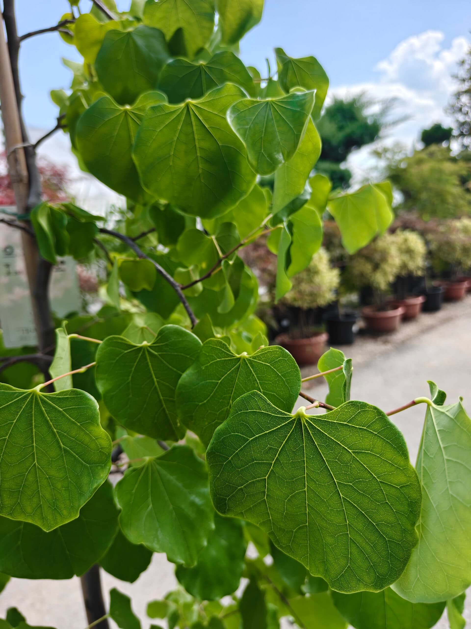 Copacul lui Iuda pendul thumbnail 3