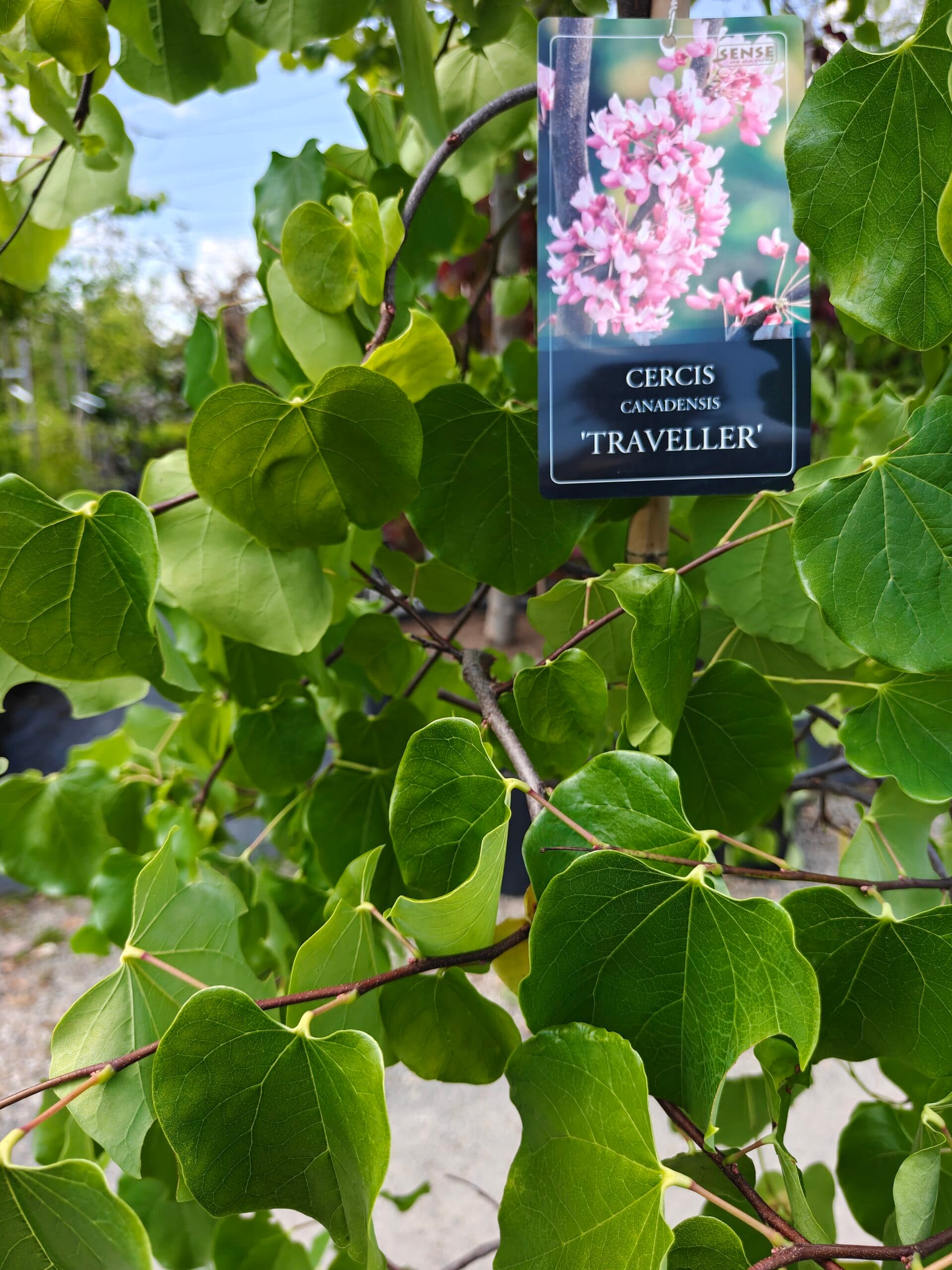 Copacul lui Iuda pendul thumbnail 2