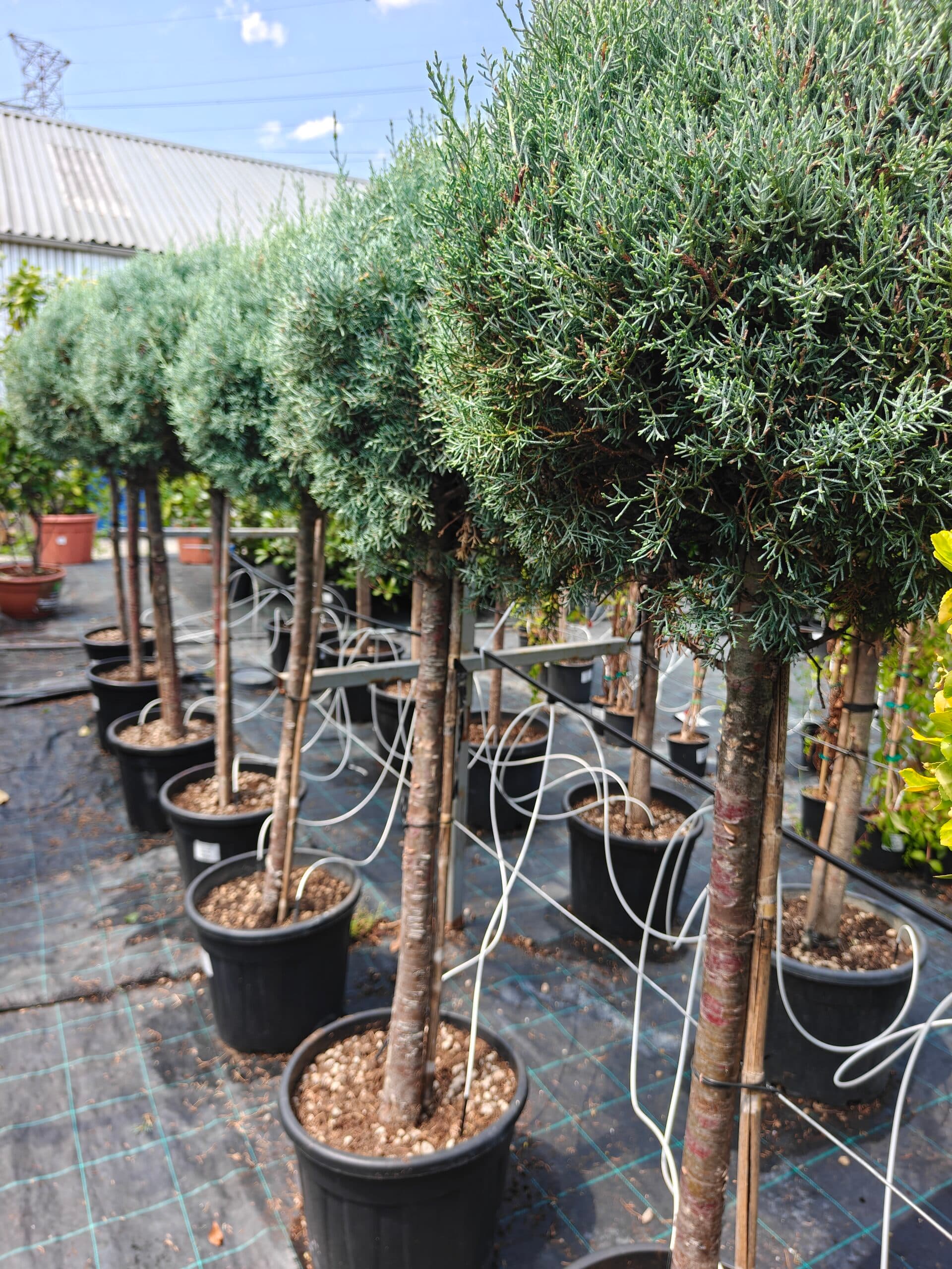 Chiparos de Arizona altoit pe trunchi