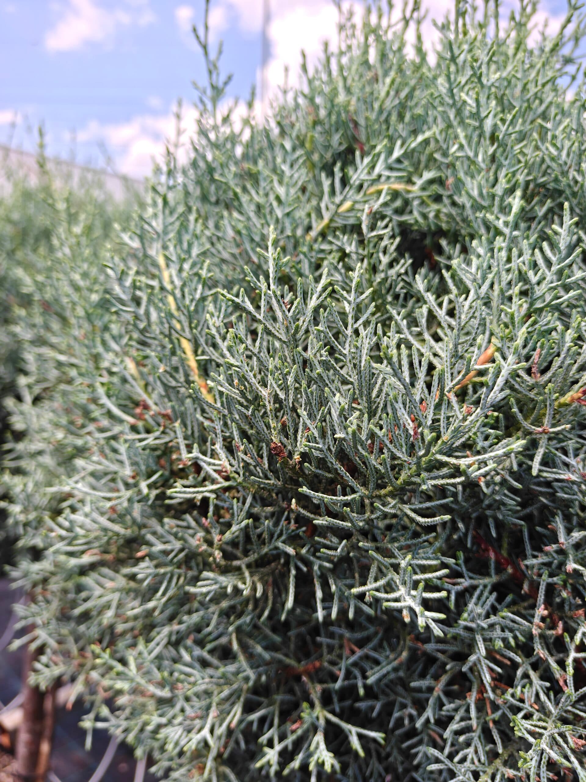 Chiparos de Arizona altoit pe trunchi thumbnail 2