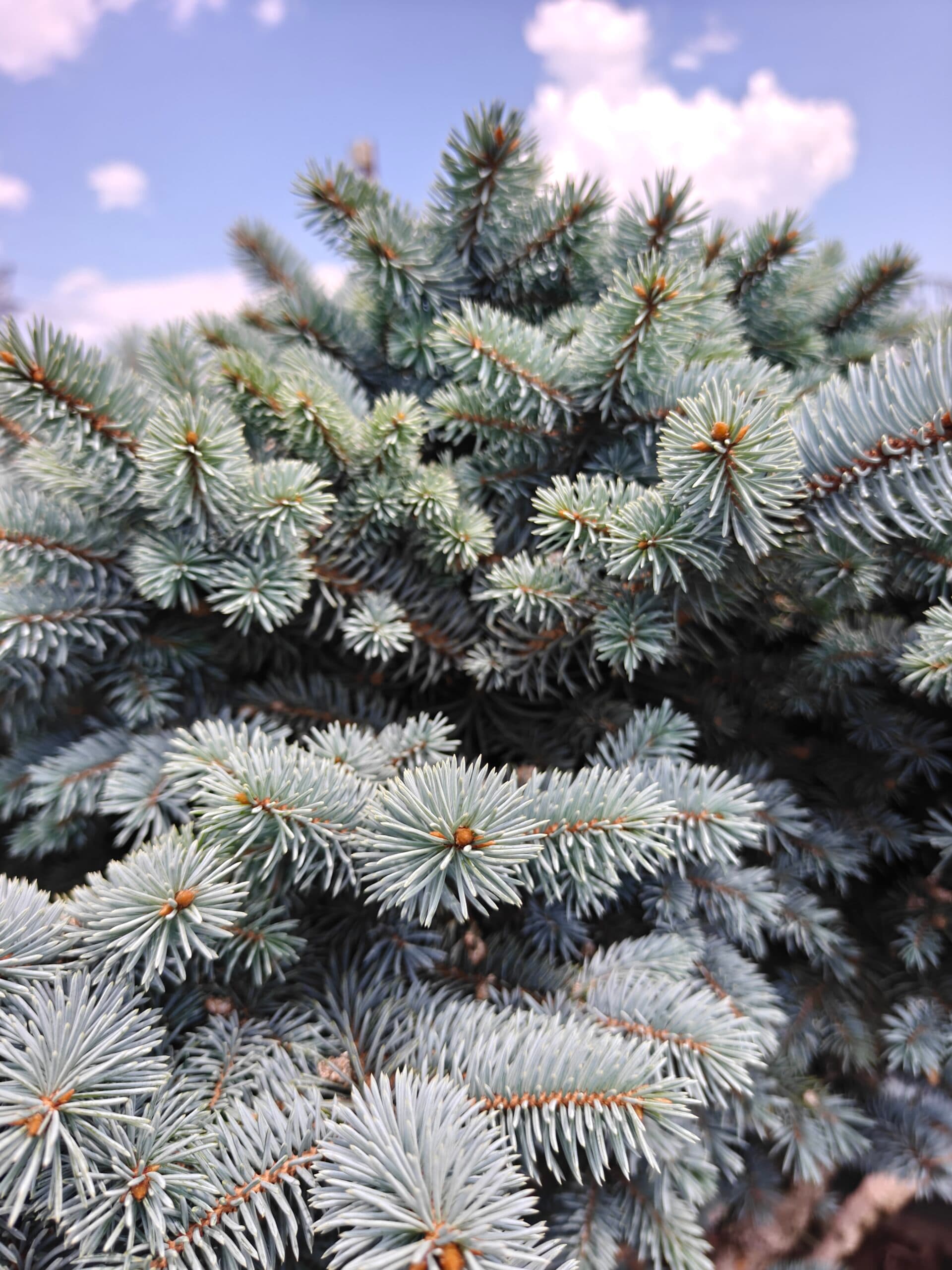 Molid argintiu bonsai thumbnail 2