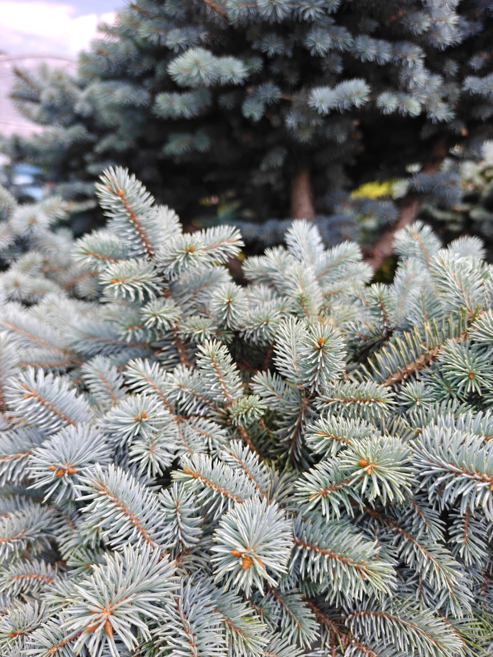 Molid argintiu bonsai thumbnail 3