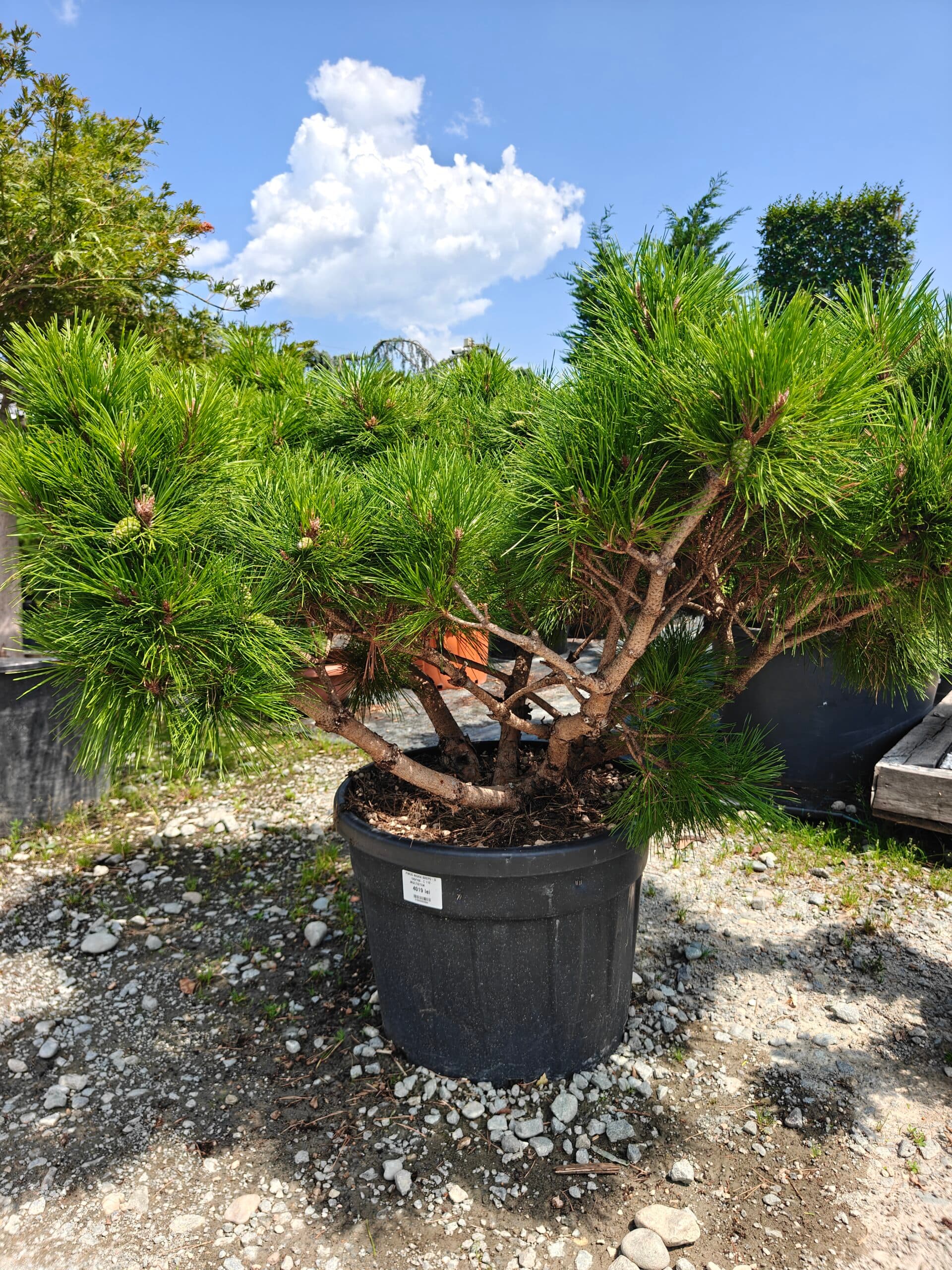 Pin negru bonsai — imagine 1