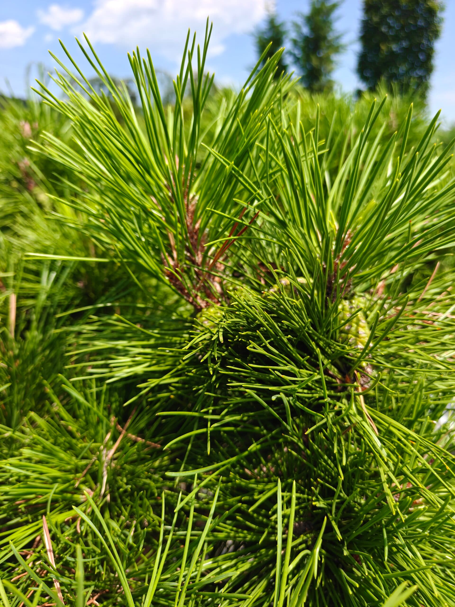 Pin negru bonsai thumbnail 3