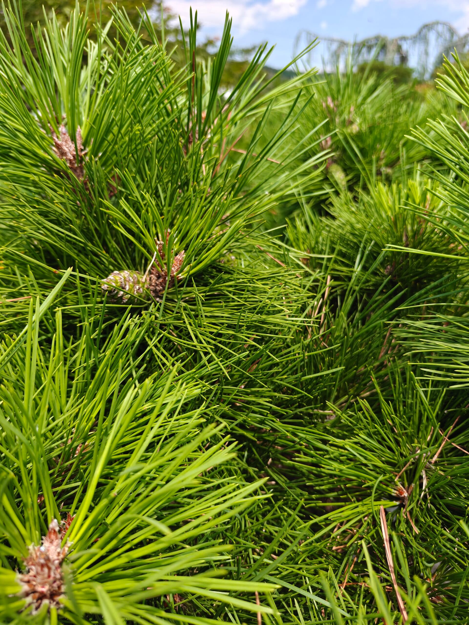 Pin negru bonsai thumbnail 2