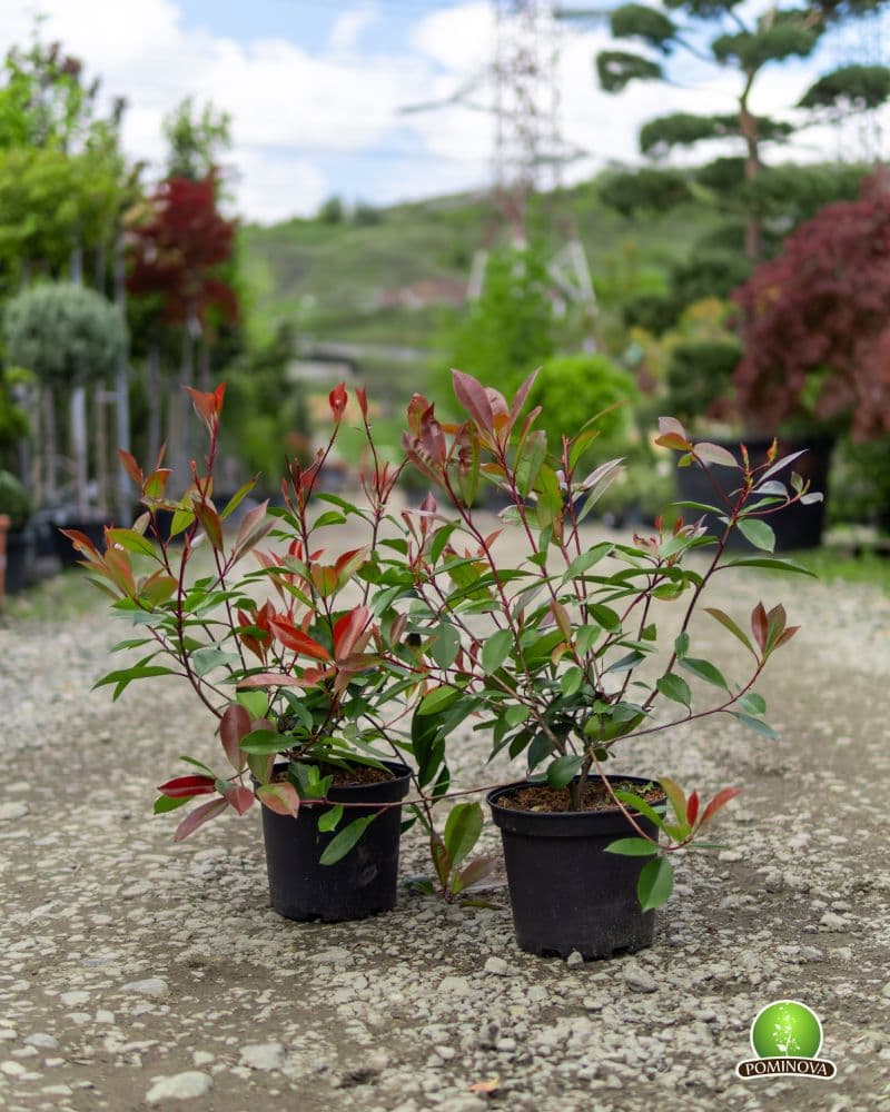 Photinia 'Red Robin' thumbnail 5