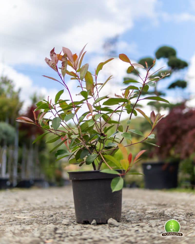 Photinia 'Red Robin' thumbnail 5