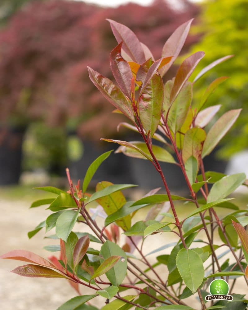 Photinia 'Red Robin' thumbnail 6