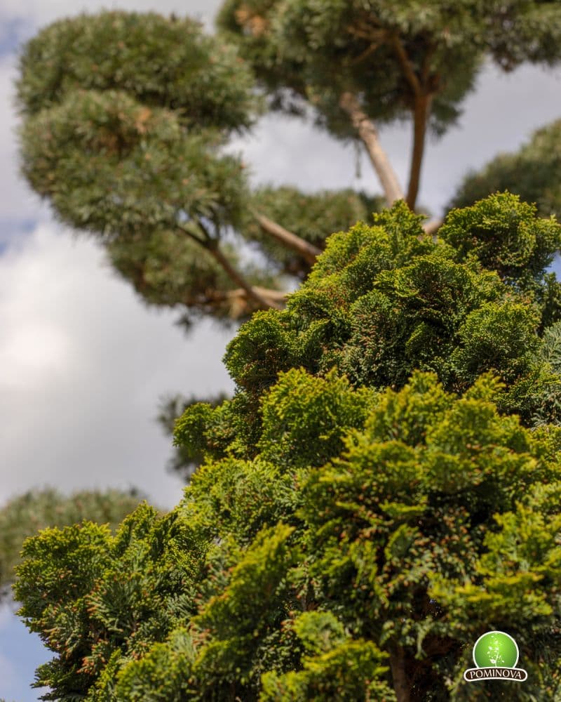 Chiparos Topiar-bonsai thumbnail 2