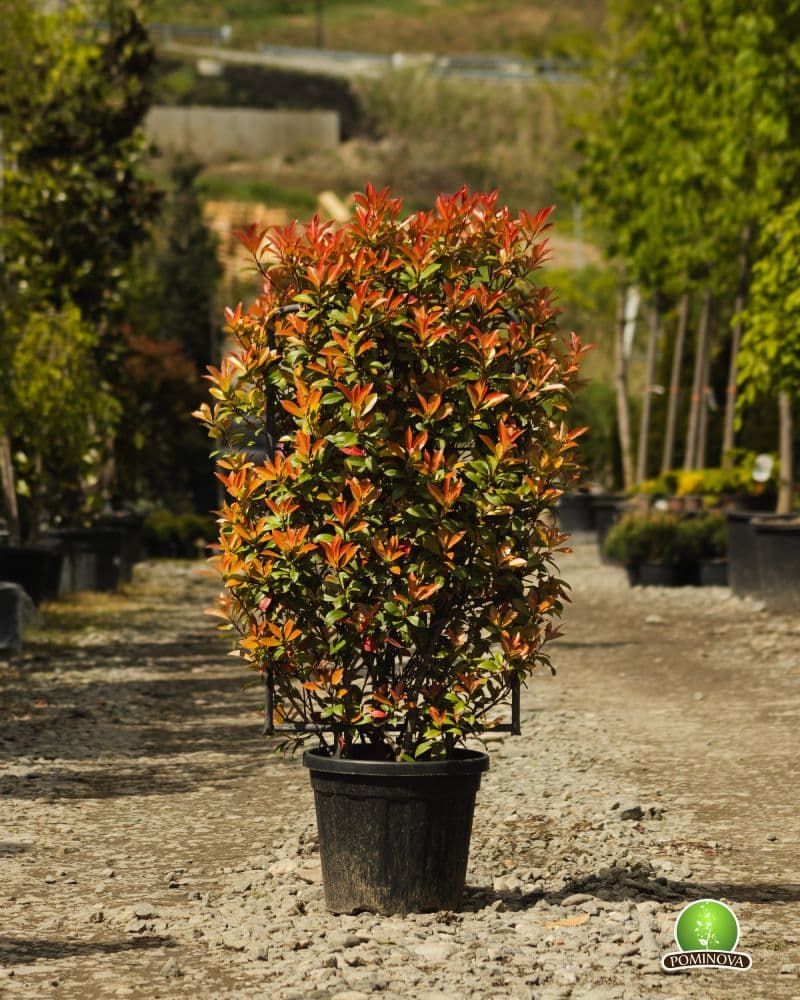 Photinia 'Robusta Compacta' pe spalier thumbnail 2