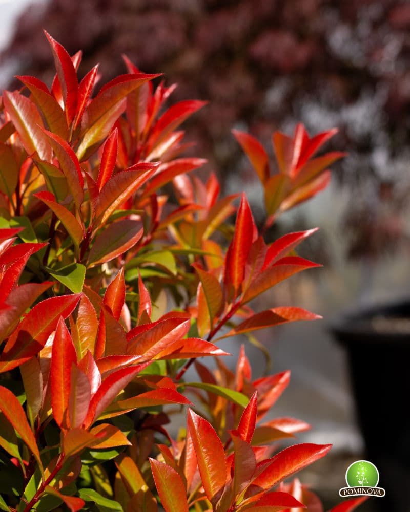 Photinia 'Robusta Compacta' pe spalier thumbnail 3