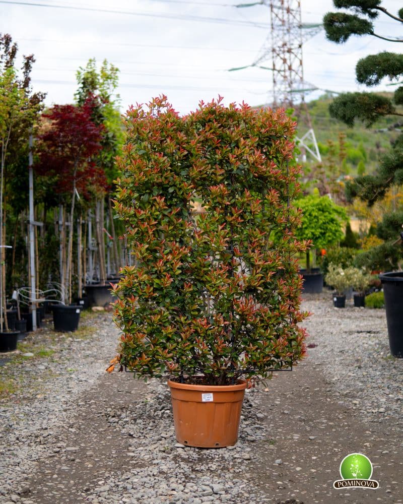 Photinia 'Robusta Compacta' pe spalier thumbnail 4