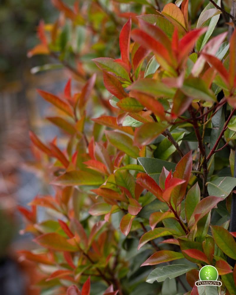Photinia 'Robusta Compacta' pe spalier thumbnail 5