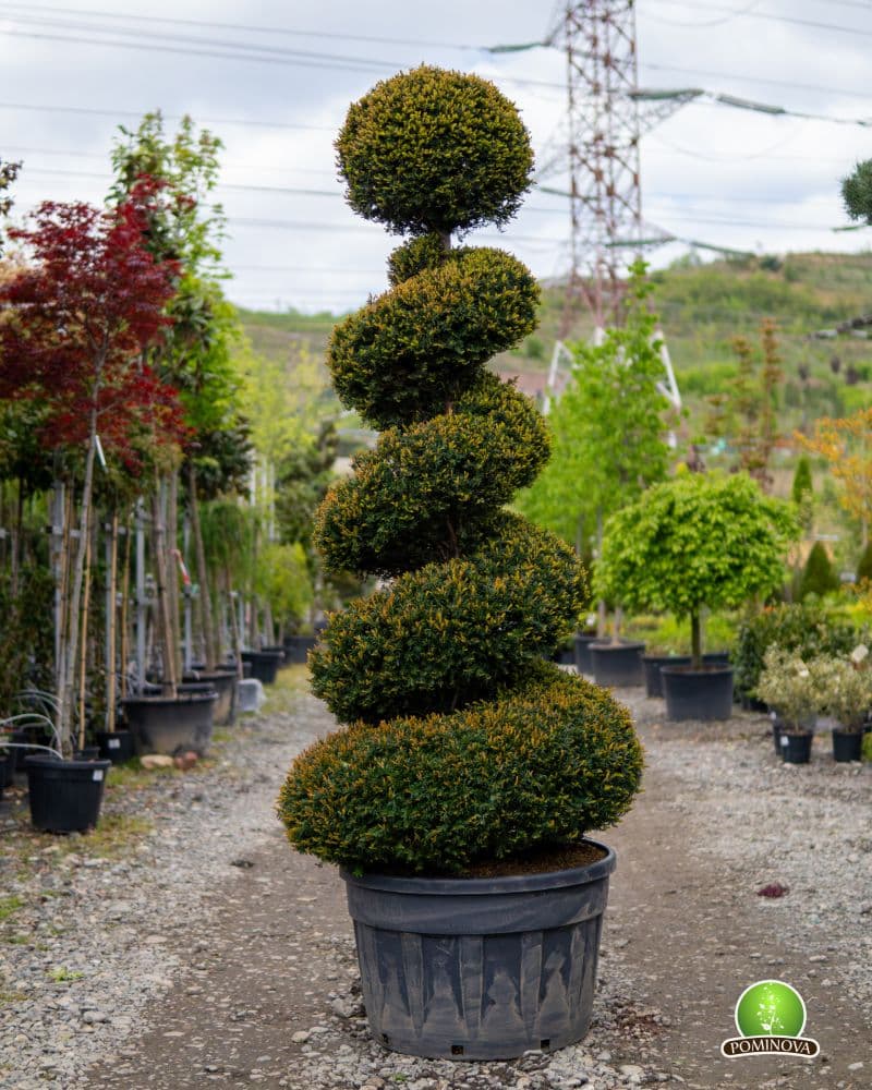 Taxus baccata -Tisa Topiar Spirala — imagine 1