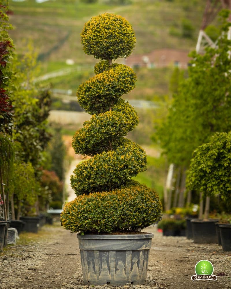 Taxus baccata -Tisa Topiar Spirala thumbnail 2