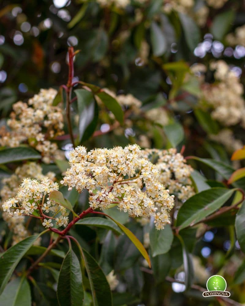Photinia Red Robin Multitrunchi thumbnail 2