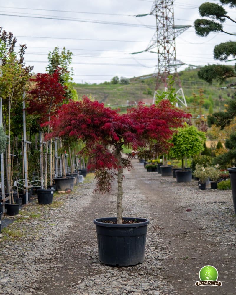 Artar japonez roșu altoit