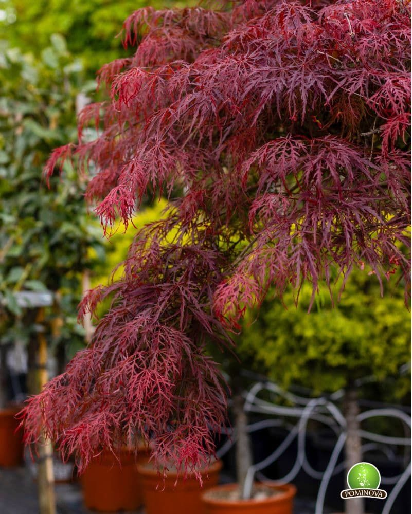 Artar japonez roșu altoit thumbnail 2