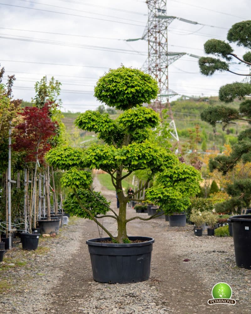 Carpen Topiar - Bonsai