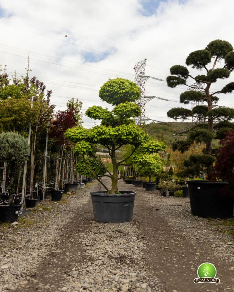 Carpen Topiar - Bonsai thumbnail 2