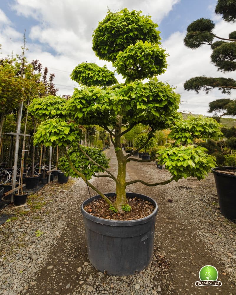 Carpen Topiar - Bonsai thumbnail 3