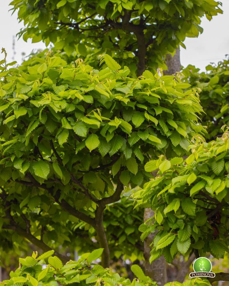 Carpen Topiar - Bonsai thumbnail 4