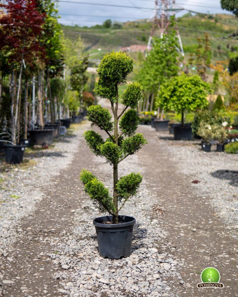 Topiar Bonsai — imagine 1