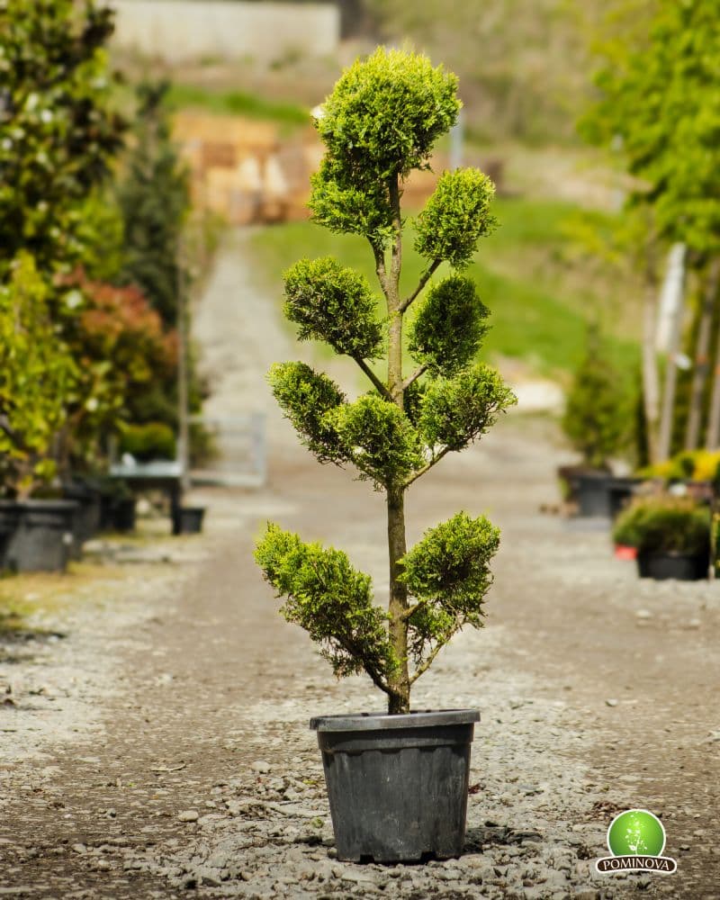 Topiar Bonsai thumbnail 2