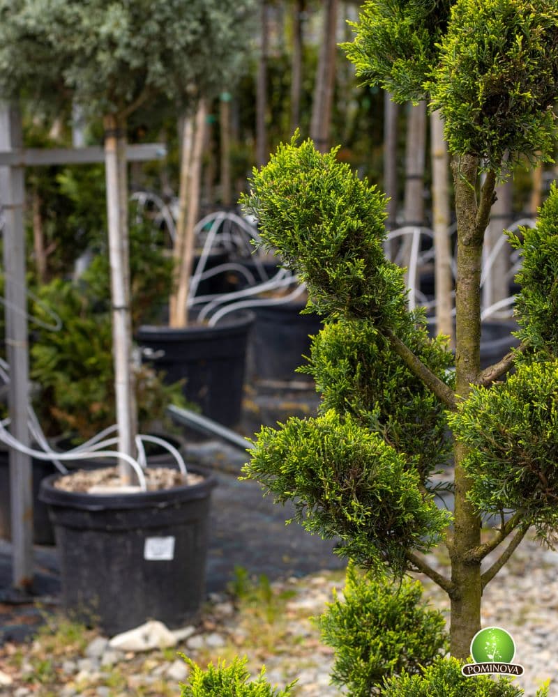 Topiar Bonsai thumbnail 3