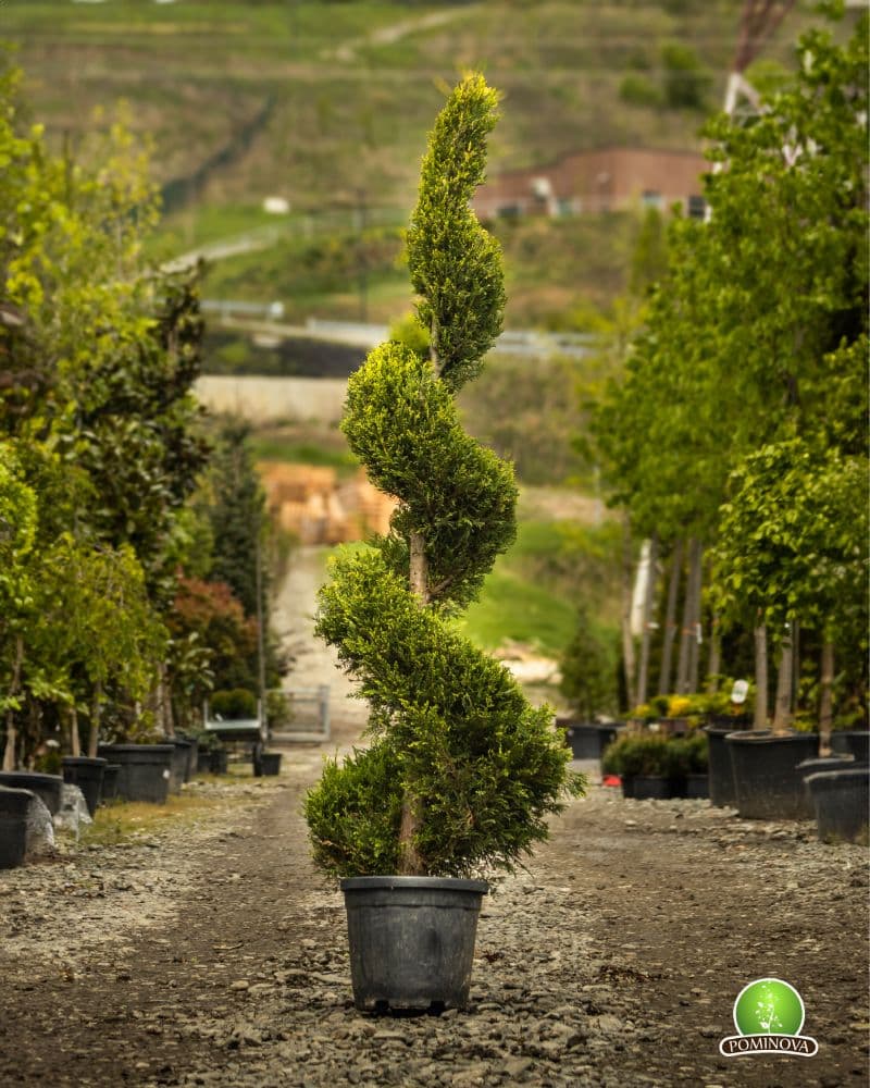 Topiar Spirala thumbnail 4