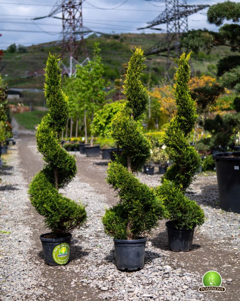 Topiar Spirala thumbnail 5