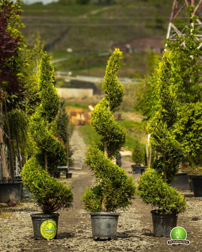 Topiar Spirala thumbnail 6