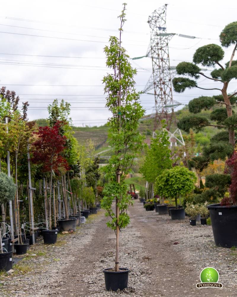 Arborele de gumă columnar