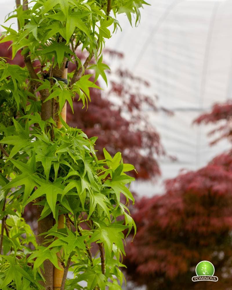 Arborele de gumă columnar thumbnail 2