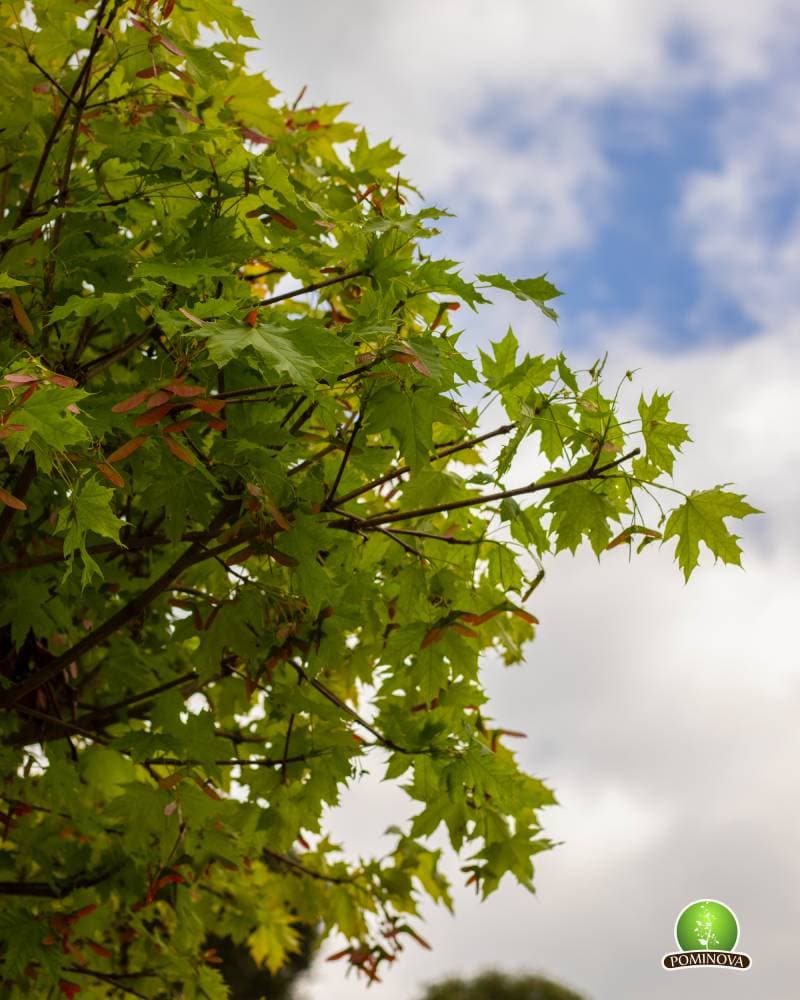 Artar globular thumbnail 2