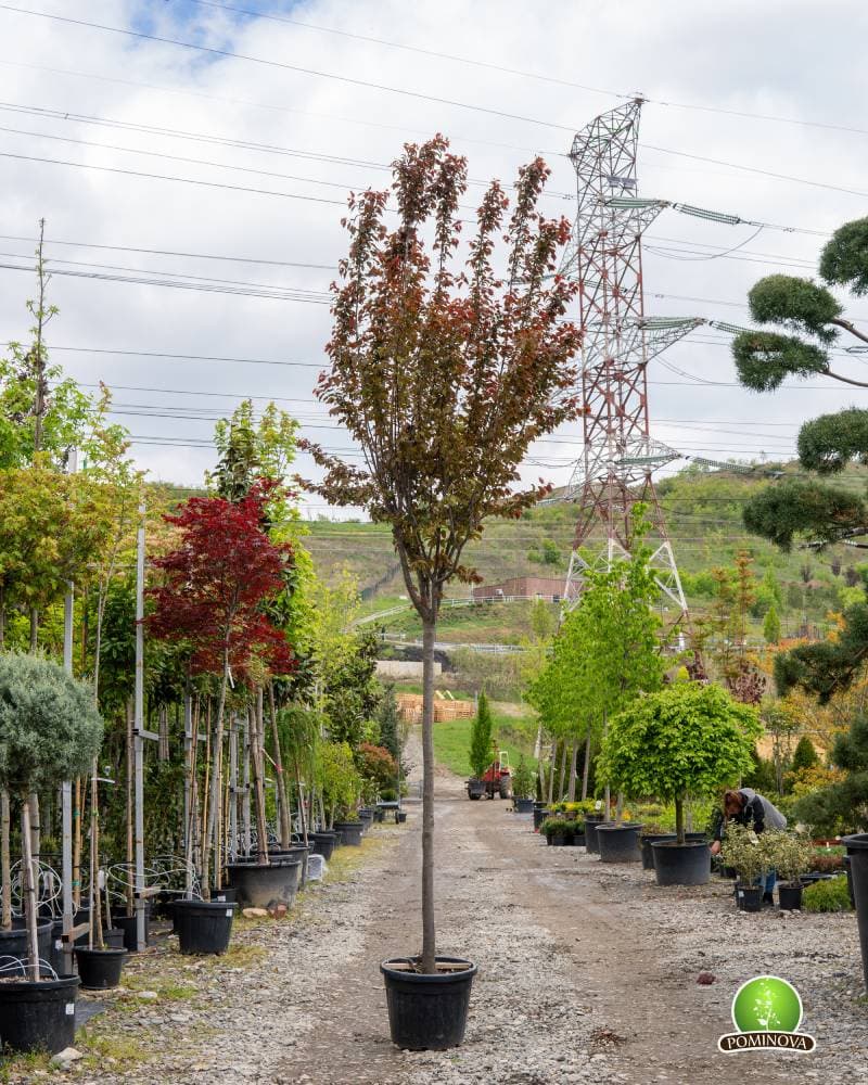 Corcodus roșu, Prun ornamental roșu
