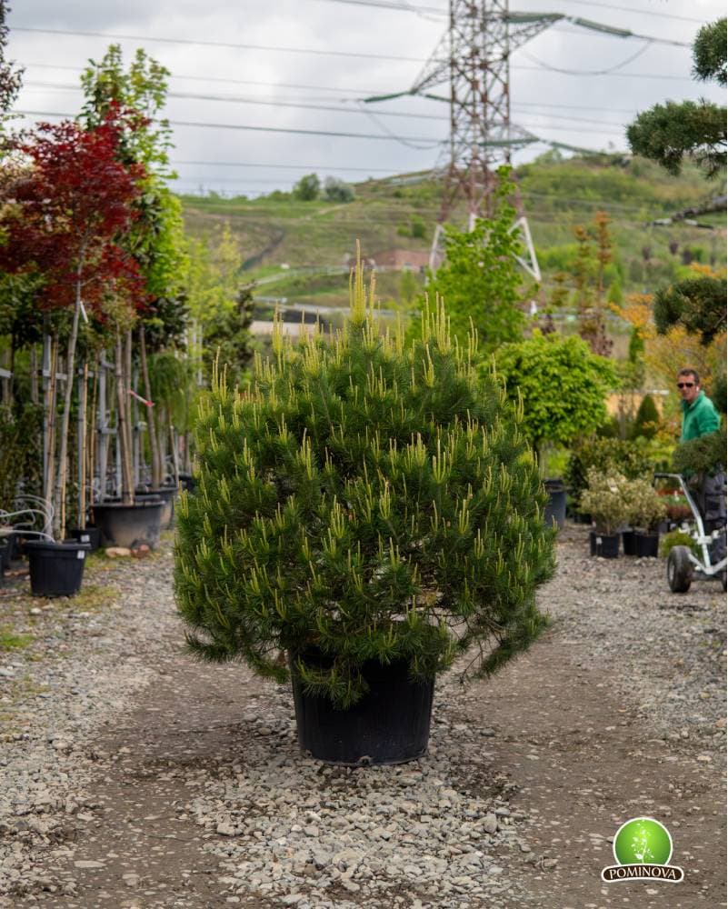 Pin de padure globular — imagine 1